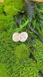 LUNARIJA NAUŠNICE (2)